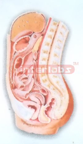 HUMAN FEMALE ABDOMINAL CAVITY  (MEDIAN SAGITTAL SECTION) MODEL